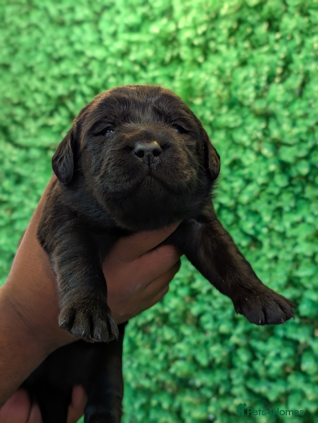 Labrador Retriever dogs for sale: CHUNKY BLACK AND CHOCOLATE PEDIGREE LABS - Image 12