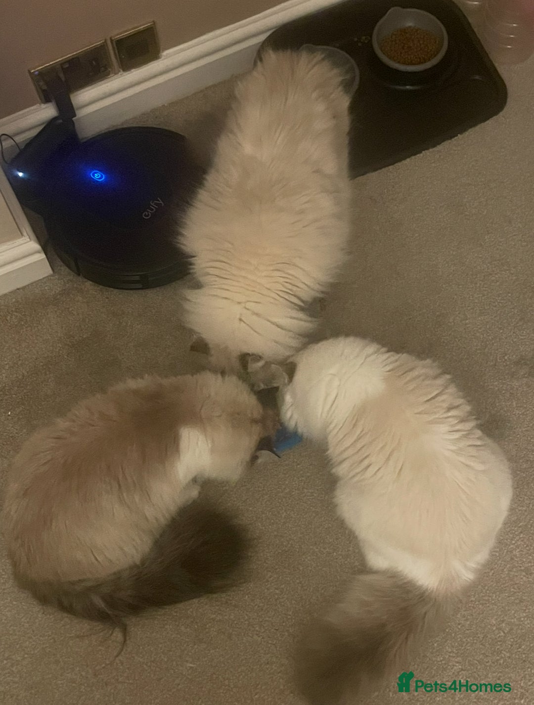 Siberian cats for sale: “Cat share” 3 GCCF Neva Masquerade Siberian cats  - Advert 13