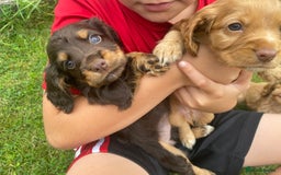 Cocker Spaniel dogs for sale: KC Registered Beautiful Cocker Spaniel Puppies  - Image 7
