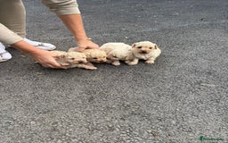 Toy Poodle dogs for sale: Toy Poodle Pups with Lovely Temperaments - Image 13