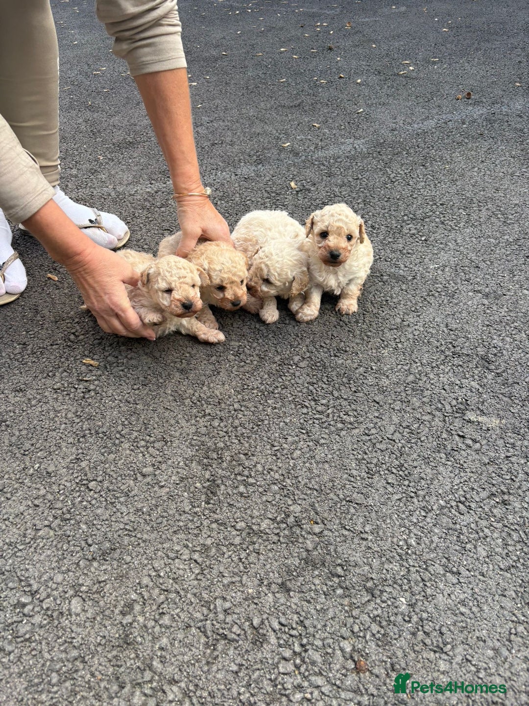 Toy Poodle dogs for sale: Toy Poodle Pups with Lovely Temperaments - Image 13