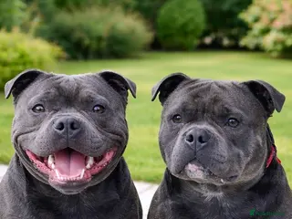 Staffordshire Bull Terrier dogs 2 SOLID BLUE MALES AVAILABLE FOR STUD - Advert 6