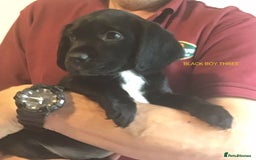 Cockerdor dogs for sale: Superb Quality Cockador Puppies, SHROPSHIRE  - Image 27