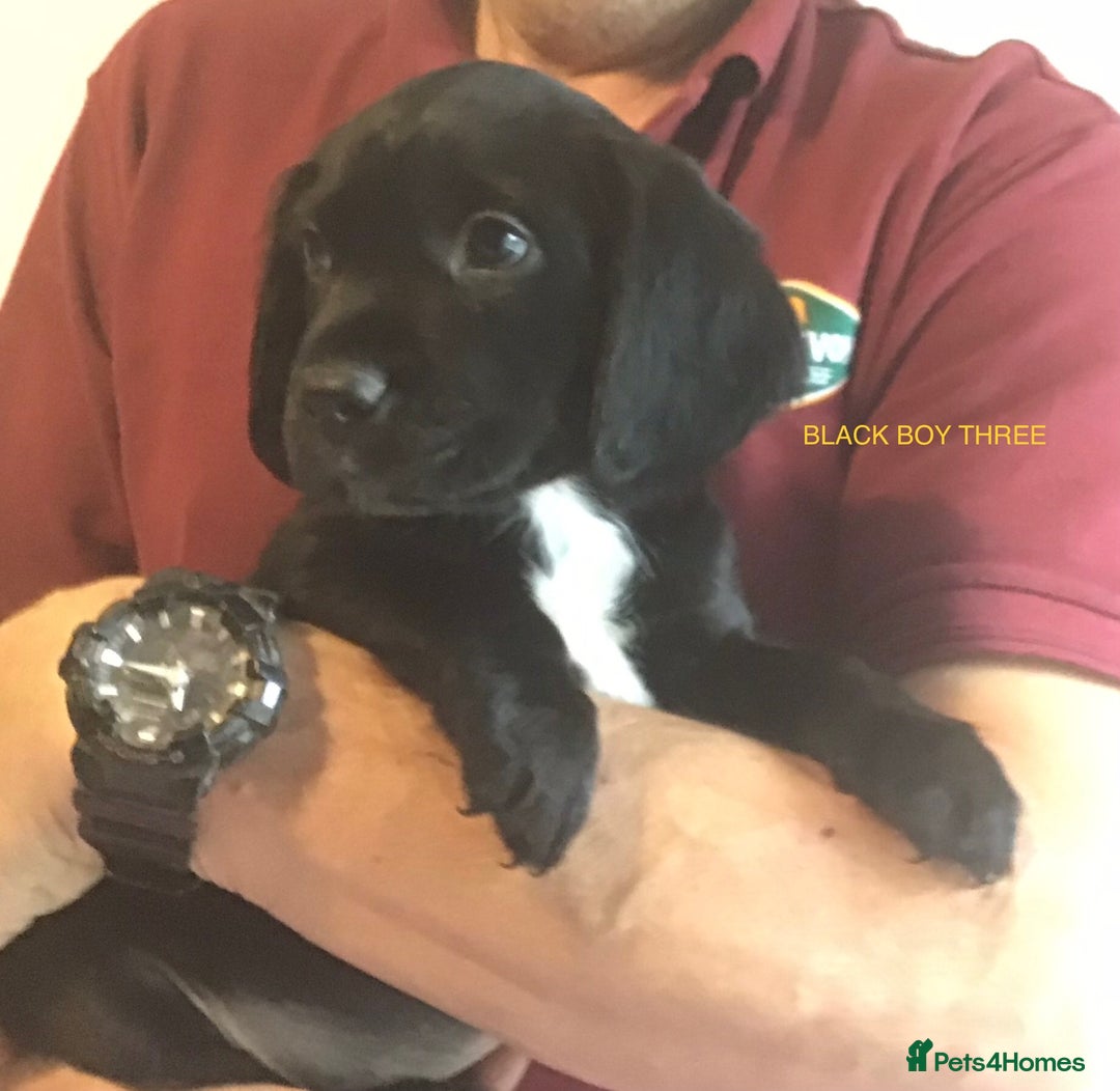 Cockerdor dogs for sale: Superb Quality Cockador Puppies, SHROPSHIRE  - Image 27