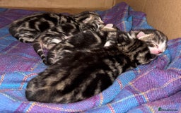Domestic Shorthair cats for sale: 4 gorgeous Tabby’s looking for their forever home! - Image 10
