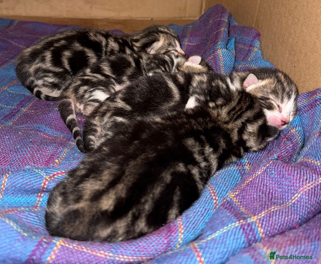 Domestic Shorthair cats for sale: 4 gorgeous Tabby’s looking for their forever home! - Image 10