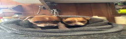 Jack Russell dogs for sale: Absolutely beautiful Jack Russel puppies  - Advert 3