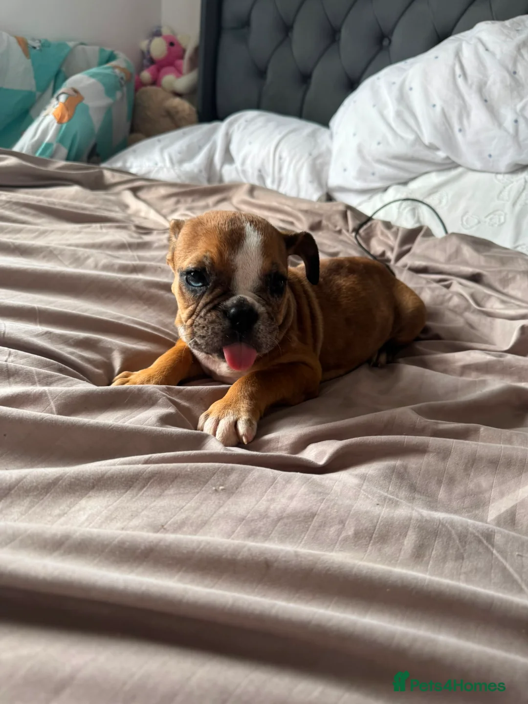 English Bulldog dogs for sale:  🐾 13-Week-Old Female English Bulldog Puppy - Advert 1