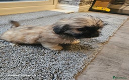 Mixed Breed dogs for sale: Beautiful girl ready to go  - Image 2