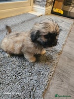 Mixed Breed dogs Beautiful girl ready to go - Advert 10