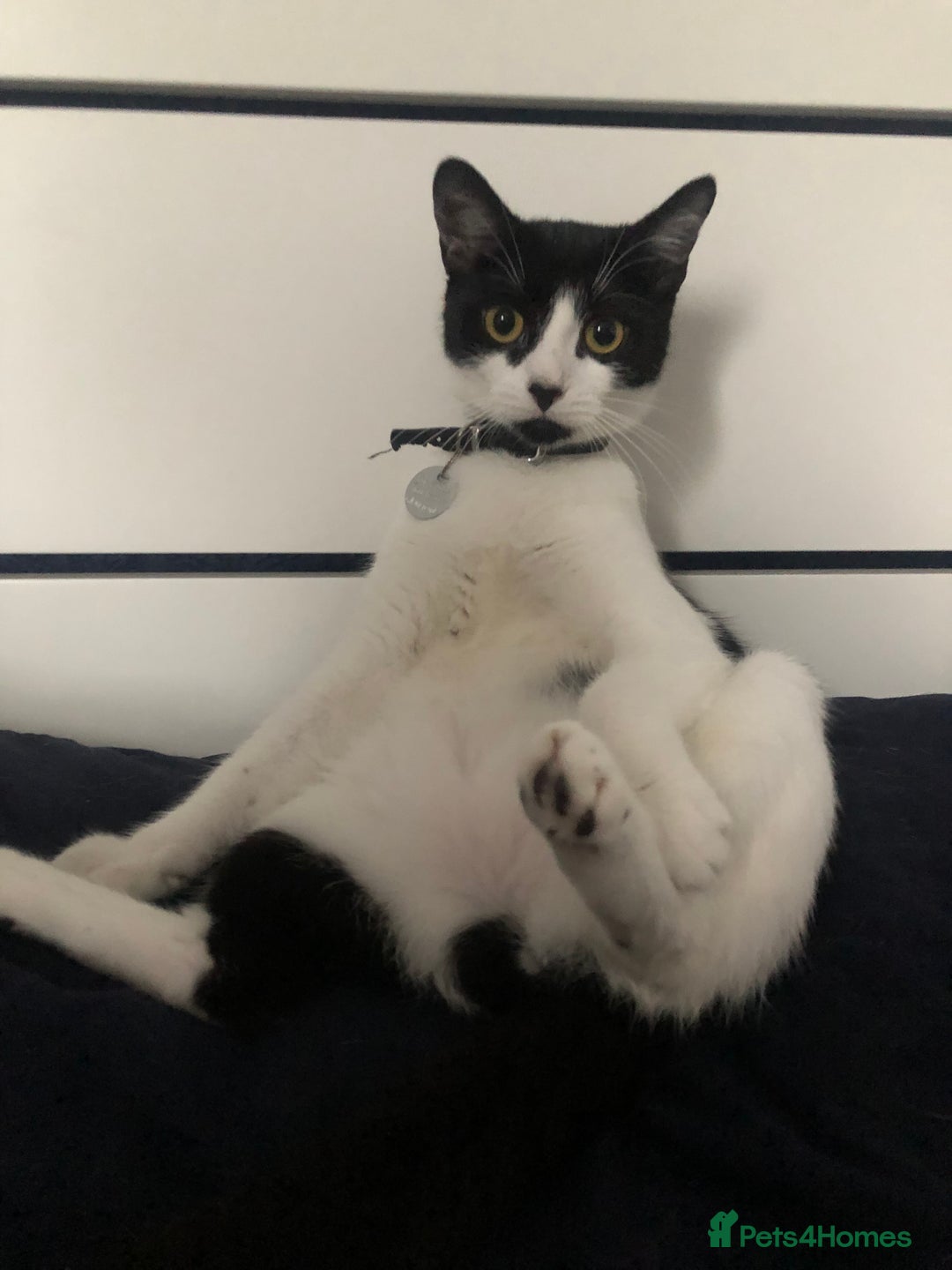 British Shorthair cats for sale: Short haired cat  - Image 2