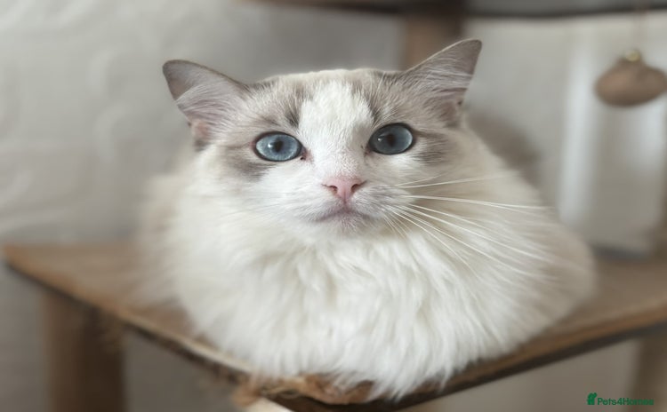 Ragdoll cats - Advert 1