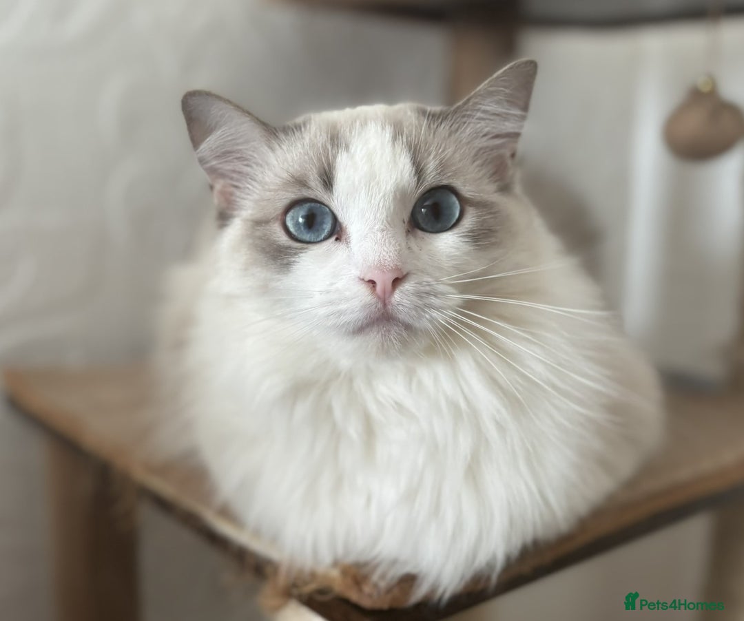 Ragdoll cats for sale: Playful Pedigree Ragdoll Kittens Available - Image 1