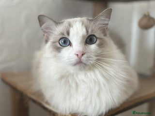 Ragdoll cats - Advert 32