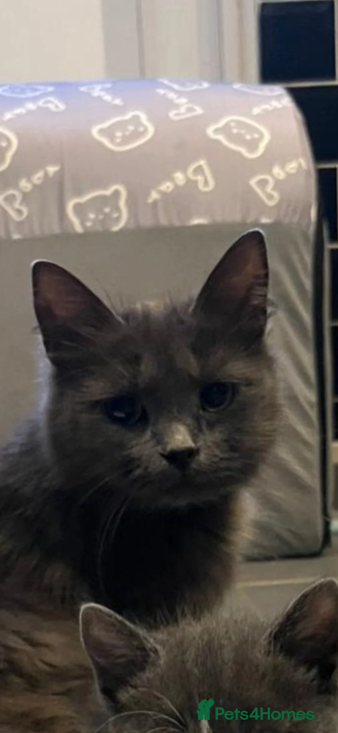Mixed Breed cats for sale:  Gorgeous Grey Fluffy Kittens Looking for 🏡 - Advert 2