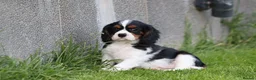 Cavalier King Charles Spaniel dogs for sale: Beautiful Cavalier King Charles Spaniel puppies - Advert 38
