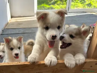 Pomsky dogs Gorgeous F3 Pomsky pups / perfect Husky markings - Advert 6