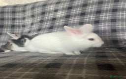 Mini Lion Lop rabbits for sale: Baby bunnies mini lion lops ready now  - Image 4