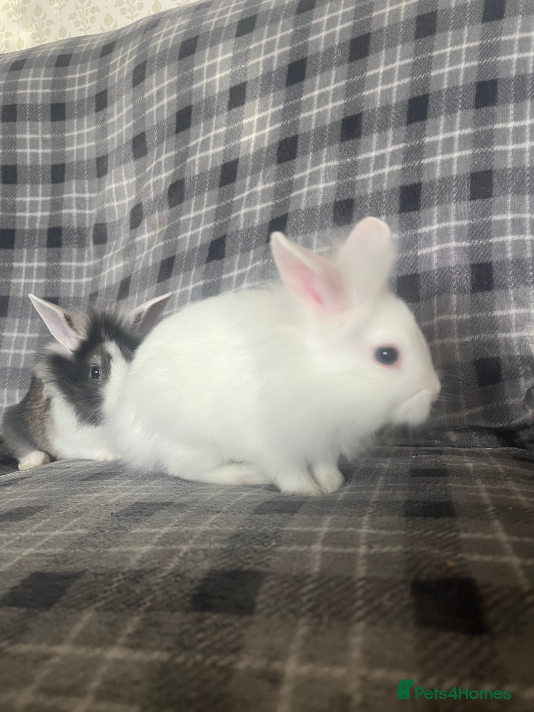 Mini Lion Lop rabbits for sale: Baby bunnies mini lion lops ready now  - Image 4