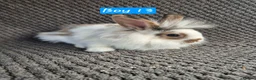 Mini Lion Lop rabbits for sale: Mini Lion Lop Bunnies - Advert 11
