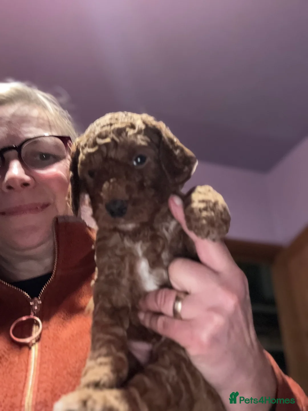 Australian Labradoodle dogs for sale: 5* fully health checked Australian labradoodles - Advert 3