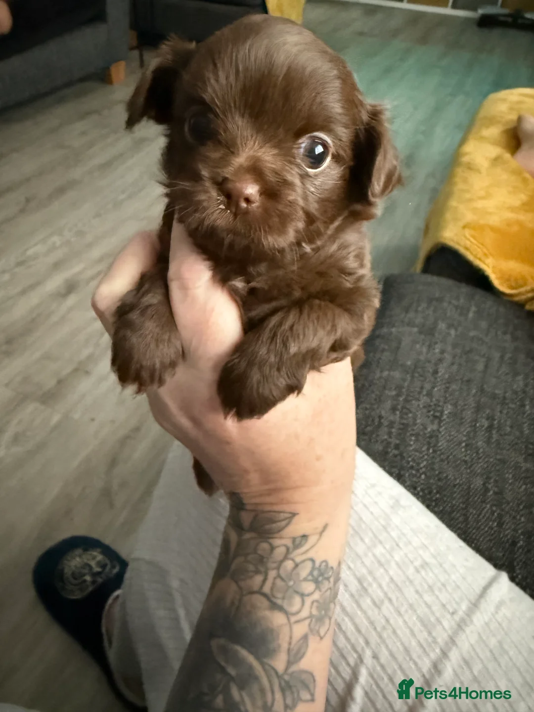 Chihuahua dogs for sale: Chihuahua girls for sale  - Advert 2