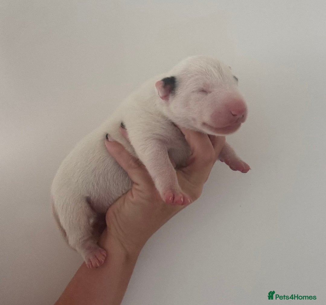 English Bull Terrier dogs for sale: 🏆CH Bloodlines Top Quality English Bull Terriers  - Image 5