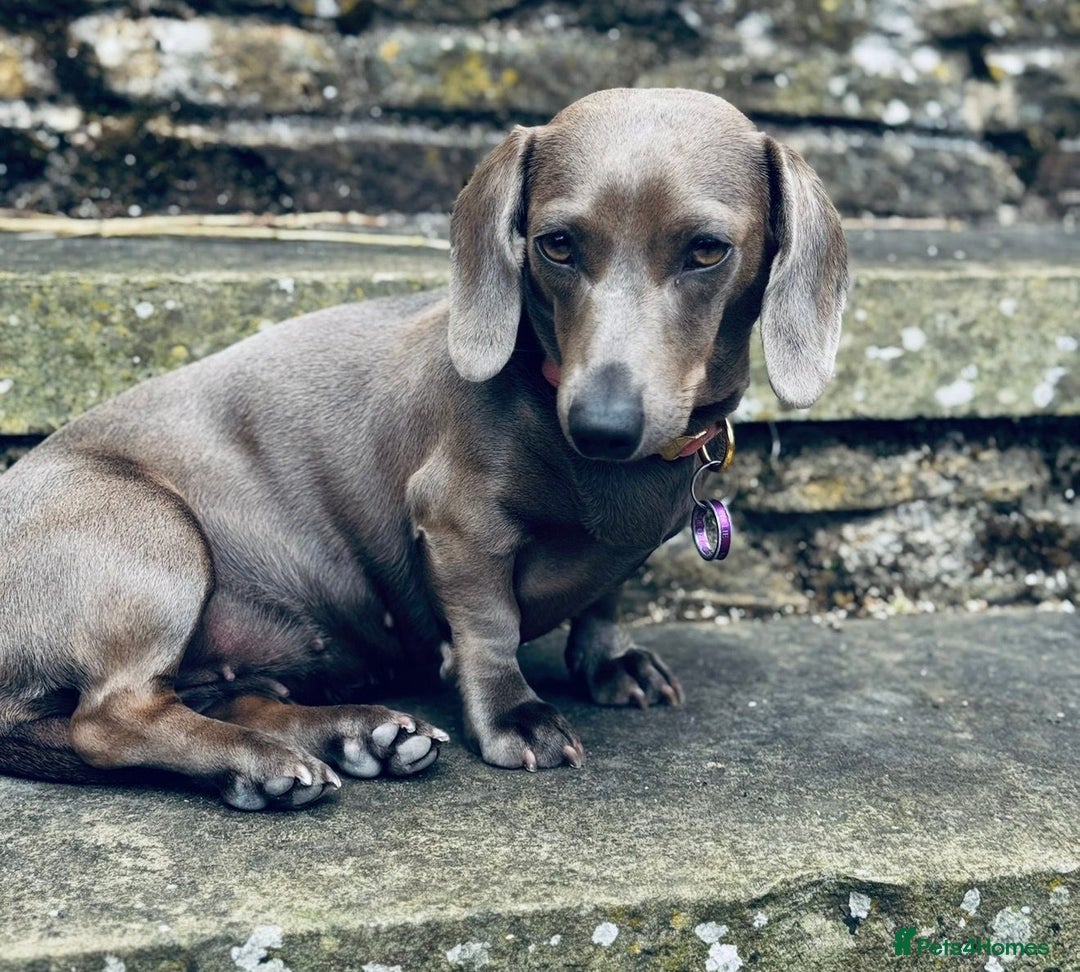 Miniature Dachshund dogs for sale: True 1 year old Miniature Dachshund Nellie - Advert 6