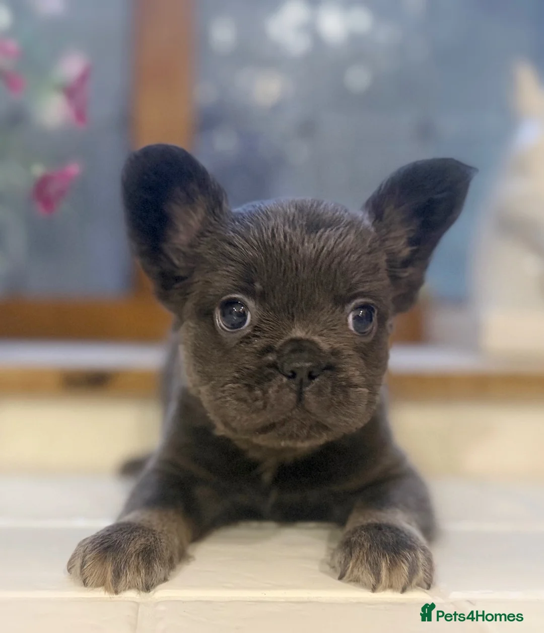 French Bulldog dogs for sale: Health Tested French Bulldog puppies - Advert 1
