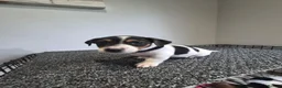 Jack Russell dogs for sale: Pure Jack russell puppies  in York - Advert 16
