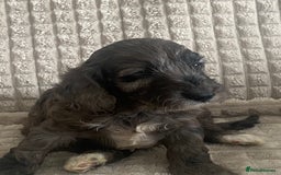 Cockapoo dogs for sale: Beautiful cockapoo puppies - Image 18