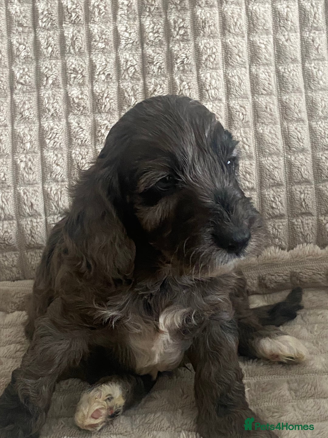 Cockapoo dogs for sale: Beautiful cockapoo puppies - Image 18