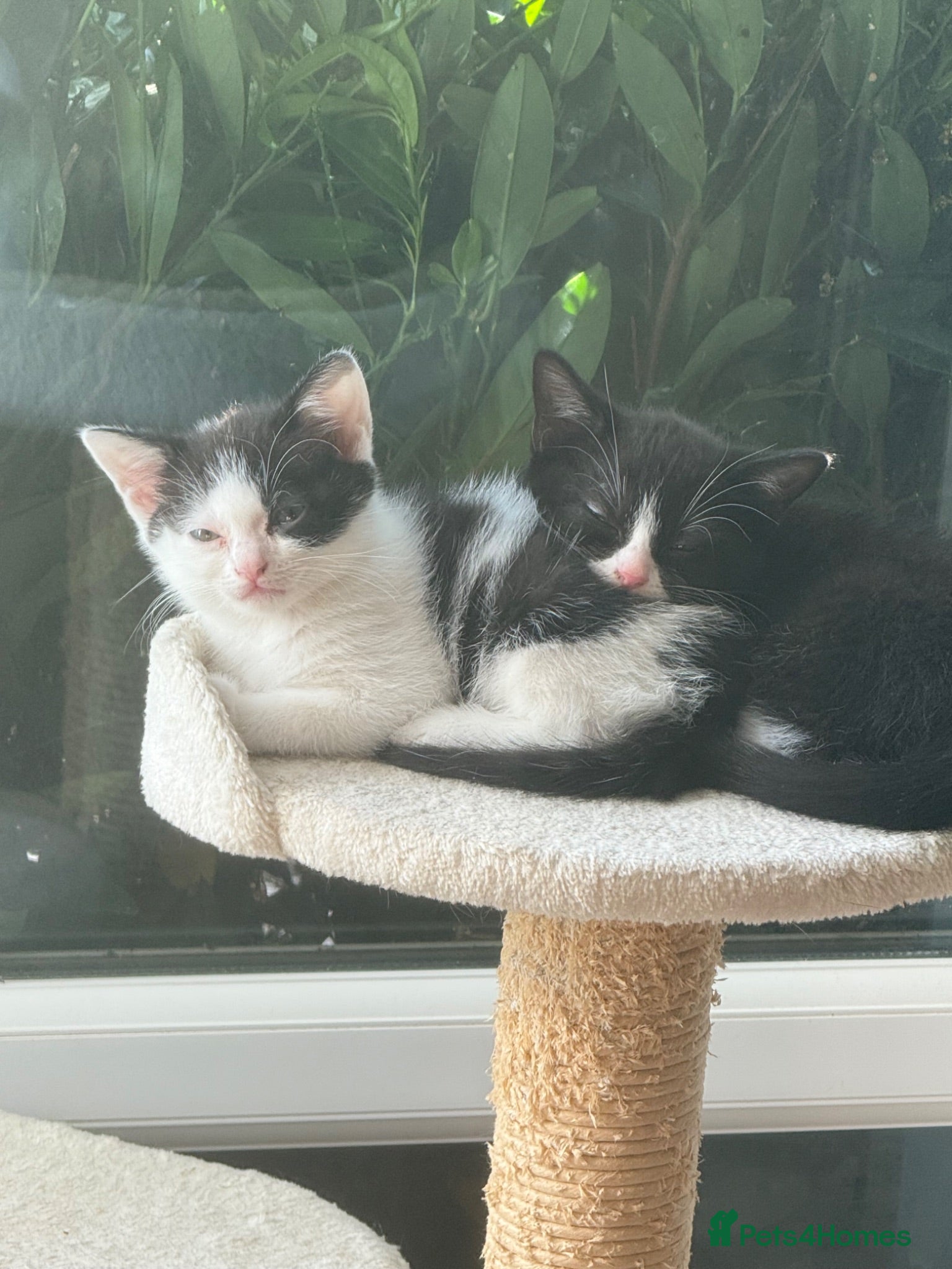 Mixed Breed cats 🥰 ready to go, last 3 boys  - Advert 1