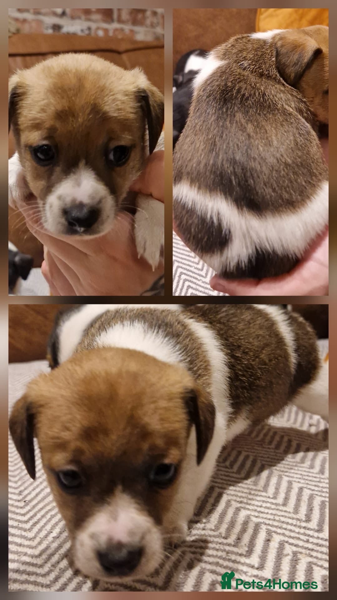 Jack Russell dogs for sale: Fabulous small type JRT BOYS - Advert 4