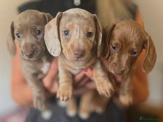 Miniature Dachshund dogs 1 Beautiful Kc reg Girl 💗 needs rehoming - Advert 17