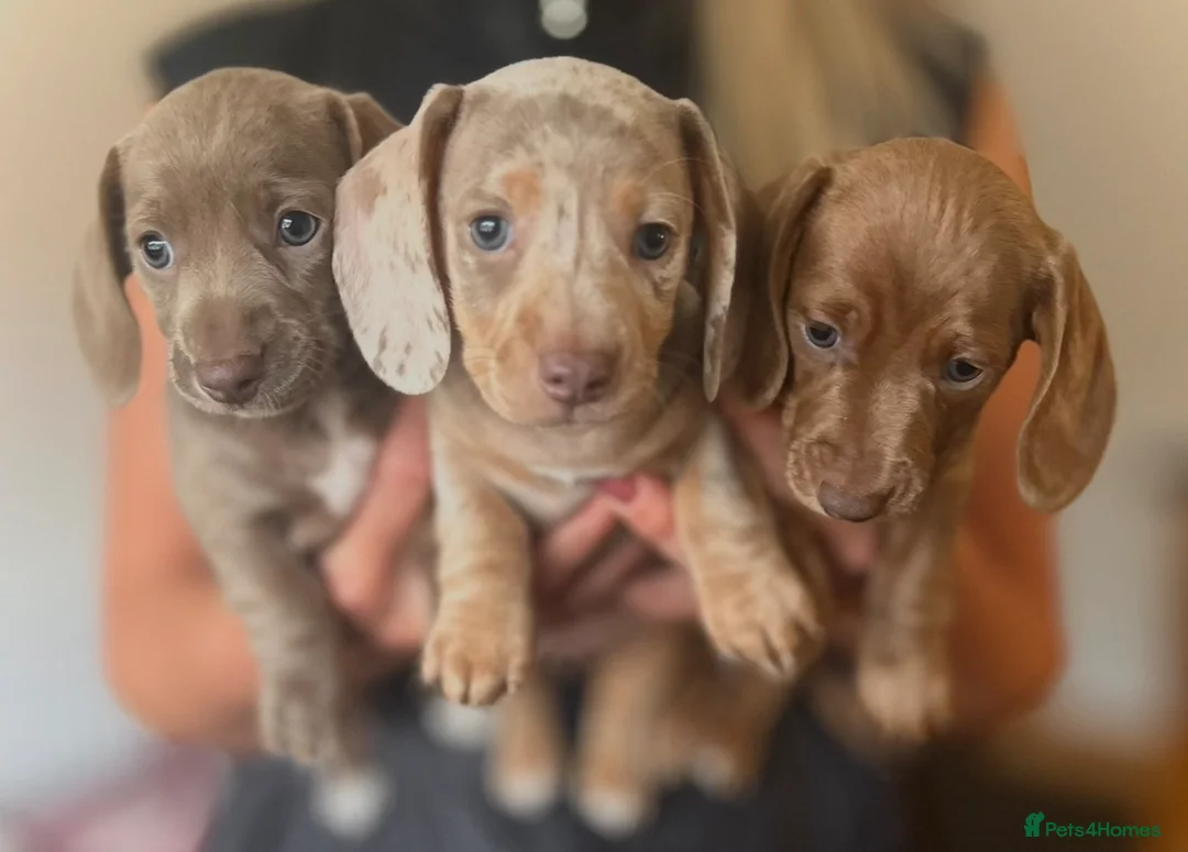 Miniature Dachshund dogs for sale: 1 Beautiful Kc reg Girl 💗 needs rehoming  - Advert 1