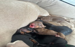 Dachshund dogs for sale: Dachshund puppies  - Advert 4