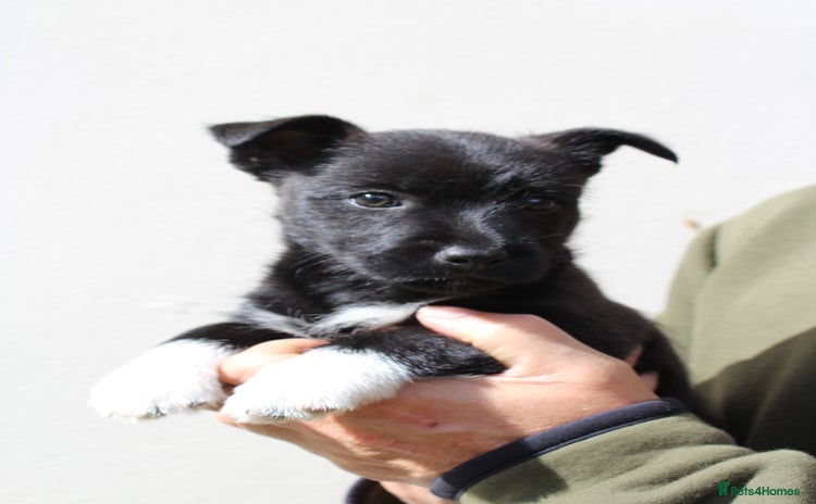 Mixed Breed dogs - Advert 13