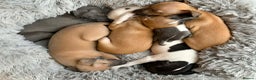Mixed Breed dogs for sale: Italian Greyhound cross Whippet/Italian Greyhound  - Advert 2