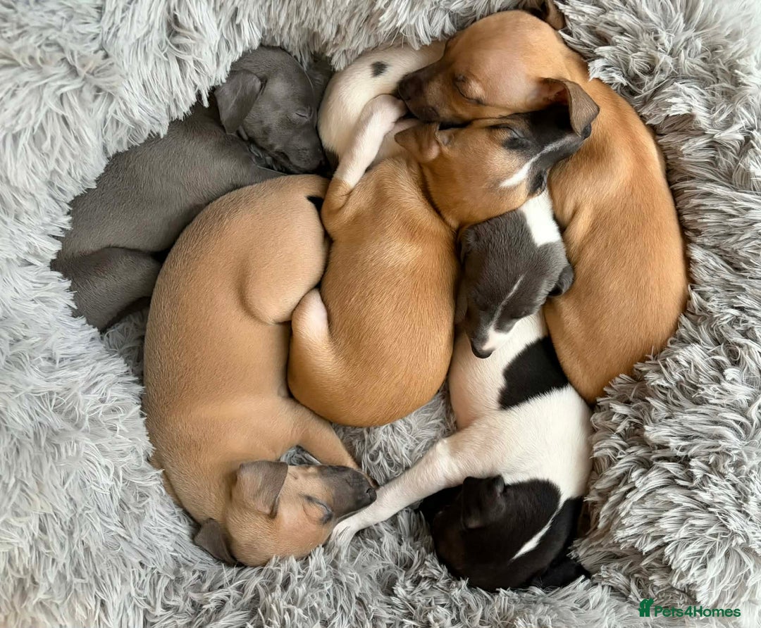 Mixed Breed dogs for sale: Italian Greyhound cross Whippet/Italian Greyhound  - Advert 2