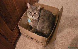 British Shorthair cats for sale: Beautiful British Shorthair  - Advert 1