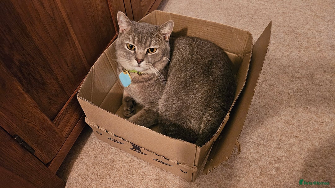 British Shorthair cats for sale: Beautiful British Shorthair  - Advert 1