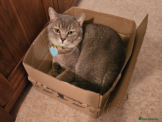 British Shorthair cats Beautiful British Shorthair - Advert 1