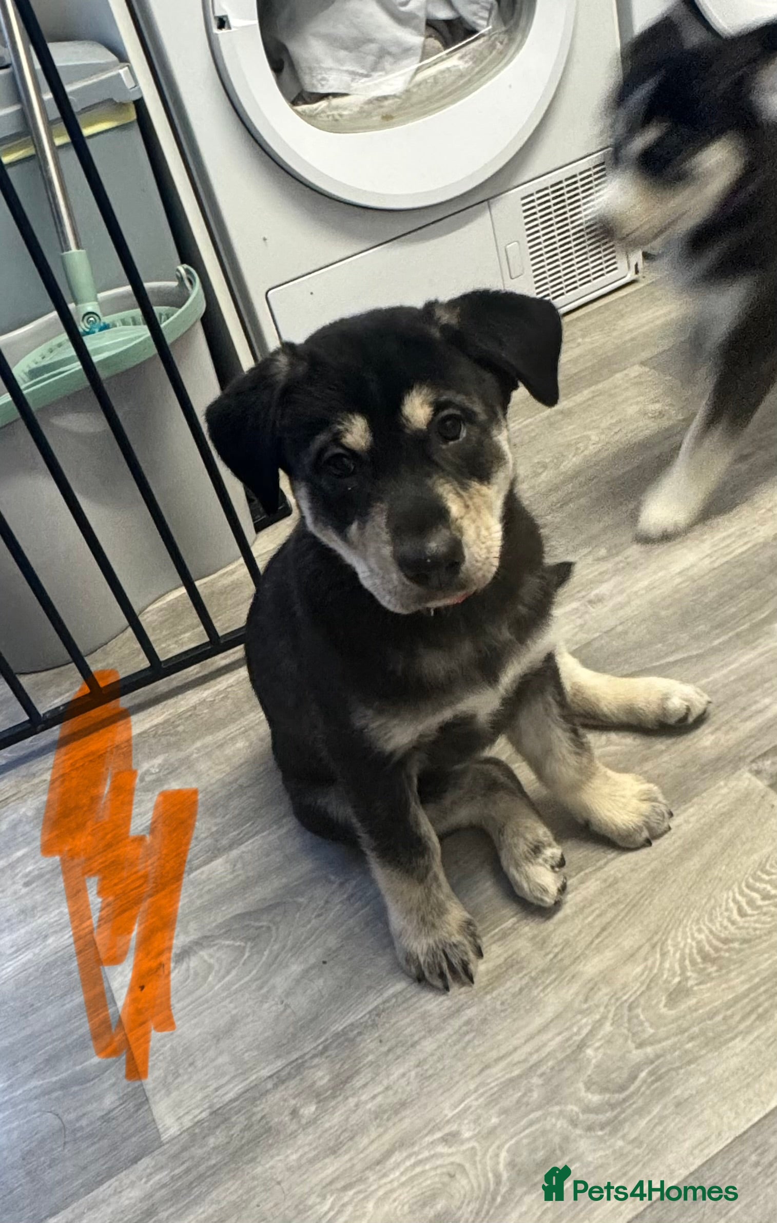 Mixed Breed dogs huskadors last one left!  - Advert 1