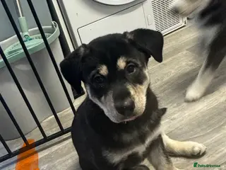 Mixed Breed dogs huskadors last one left! - Advert 1