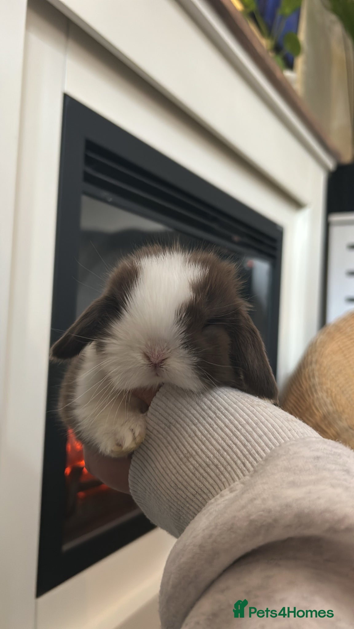 Mini Lop rabbits Chocolate Split Minilop Buck Available  - Advert 2