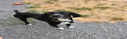 Pointer dogs for adoption: Bolt is desperate for hi forever home  in Machynlleth - Advert 10