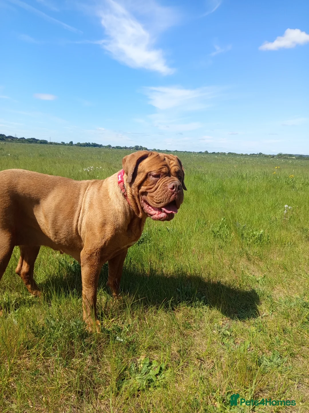 Dogue De Bordeaux dogs for sale: Dogue de Bordeaux puppies - Advert 1