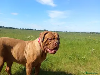 Dogue De Bordeaux dogs Dogue de Bordeaux puppies - Advert 1