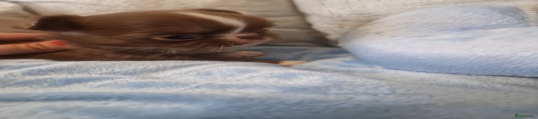 Chihuahua Puppy 4